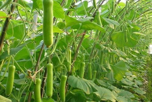 瓠瓜剥不剥皮吃呢视频,瓠瓜剥皮与不剥皮食用对比解析