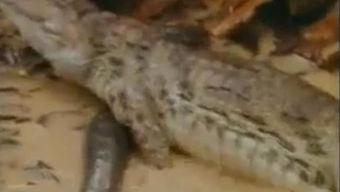 吃瓜鳄鱼的视频大全集,趣味横生的动物奇观大盘点