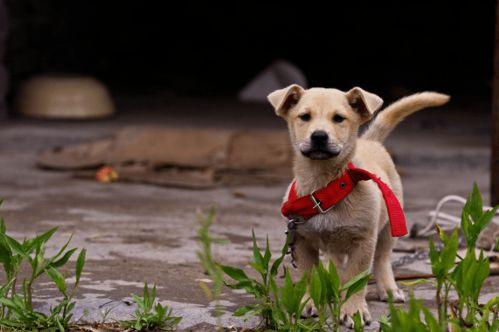 田园犬吃瓜视频