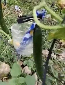 桑植吃瓜事件真相视频全集,揭秘真相背后的惊人内幕