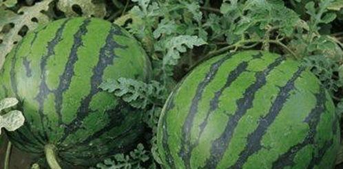 田瓜出芽可以吃吗视频播放,视频揭秘芽苗美味与安全