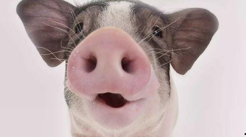 蒲瓜能给猪吃吗视频,猪的绿色美食新选择？揭秘猪食蒲瓜的奥秘