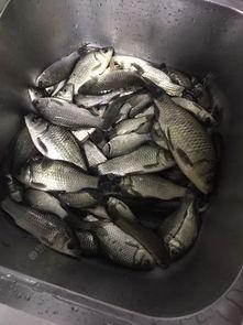 贵阳钓鱼小伙吃瓜视频大全,趣味横生的钓鱼生活瞬间