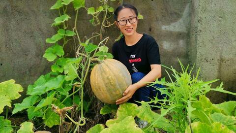 三农哥吃蜜瓜视频,体验田园生活甜蜜滋味