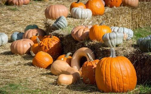 群众吃芥瓜视频真实图片