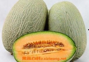 吃哈密瓜能抗疫病毒吗视频,揭秘水果中的天然抗疫力量