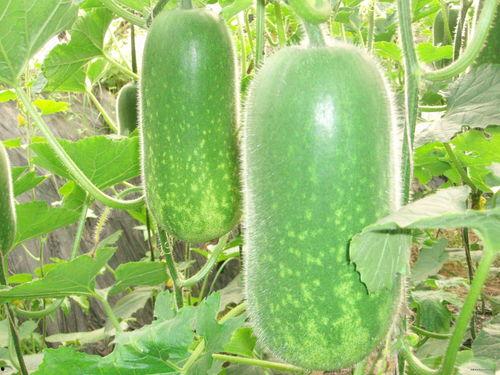 吃瓜兰陵爆料视频大全