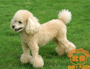 贵宾犬可吃蜜瓜吗视频教程,贵宾犬健康饮食新选择