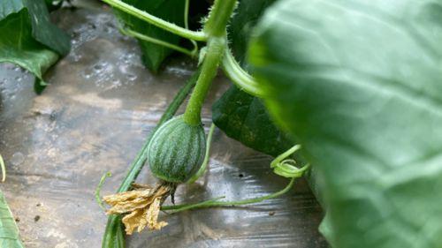 小时候吃瓜视频大全,那些年我们一起看过的吃瓜视频大全