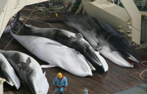 大明子吃瓜鲸鱼视频,惊险刺激的美食冒险