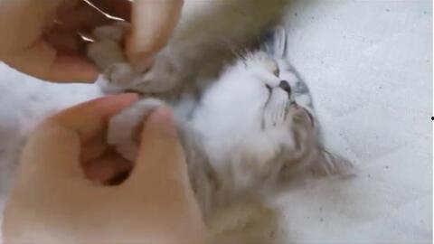 小鱼嘎哈捏吃瓜视频,揭秘娱乐圈幕后故事