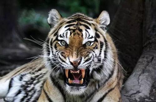 三只小老虎吃瓜视频大全,萌态十足视频大盘点