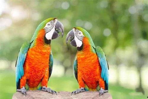 鹦鹉可以吃瓜种子吗视频,鹦鹉食用瓜种子的健康探讨