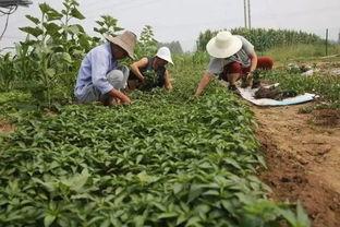 东洲农民吃瓜视频播放,瓜田乐趣引网友热议