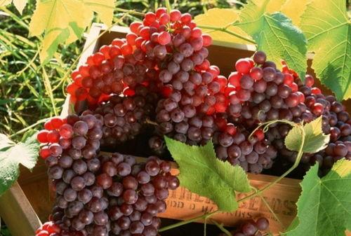 网红吃瓜葡萄是真的吗视频,是真是假一探究竟