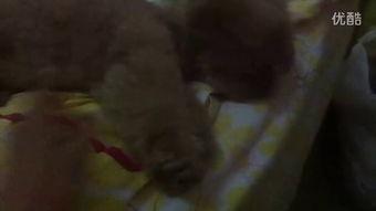 吃瓜幼崽真人视频大全,萌态百出，萌翻你的心