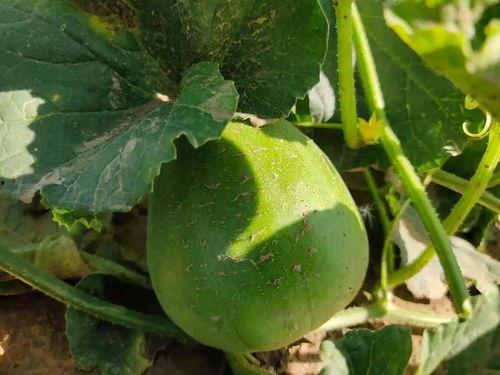 小留镇吃瓜事件视频全集,揭秘视频全集背后的真相与争议