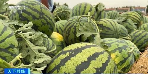 沙河吃瓜视频一品香,揭秘一品香背后的秘密