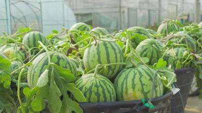 安阳水冶吃瓜视频,揭秘当地特色美食文化