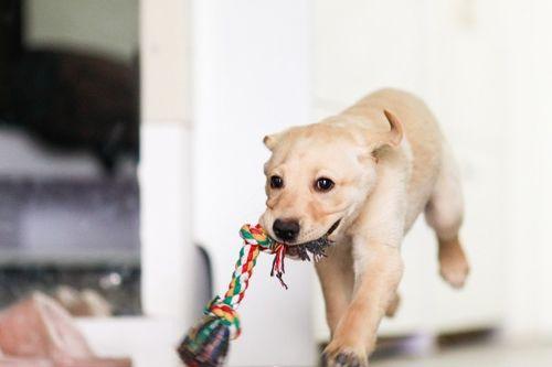 狗狗吃瓜吃醋怎么办视频,趣味解决宠物心理难题