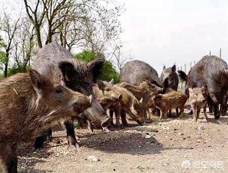 野猪吃哈密瓜视频大全集,哈密瓜视频大全集欢乐盛宴