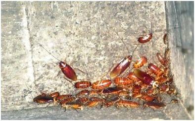 广西吃瓜虫视频,吃瓜虫视频带你领略异域虫蛆风味