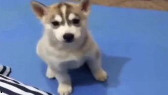 主人吵架小狗吃瓜视频播放,见证主人吵架现场，萌态十足引网友热议