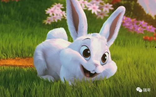 兔子吃佛手瓜会死吗视频