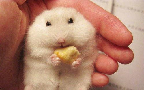 仓鼠吃瓜动作视频