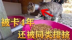 吃瓜转的视频违法吗,吃瓜转视频触犯法律边界揭秘