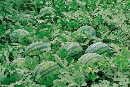 红衣哥吃苕瓜视频,趣味横生引网友热议