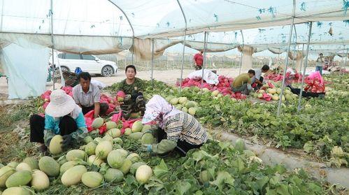 砀山吃瓜事件最新进展视频,真相大白，各方回应汇总